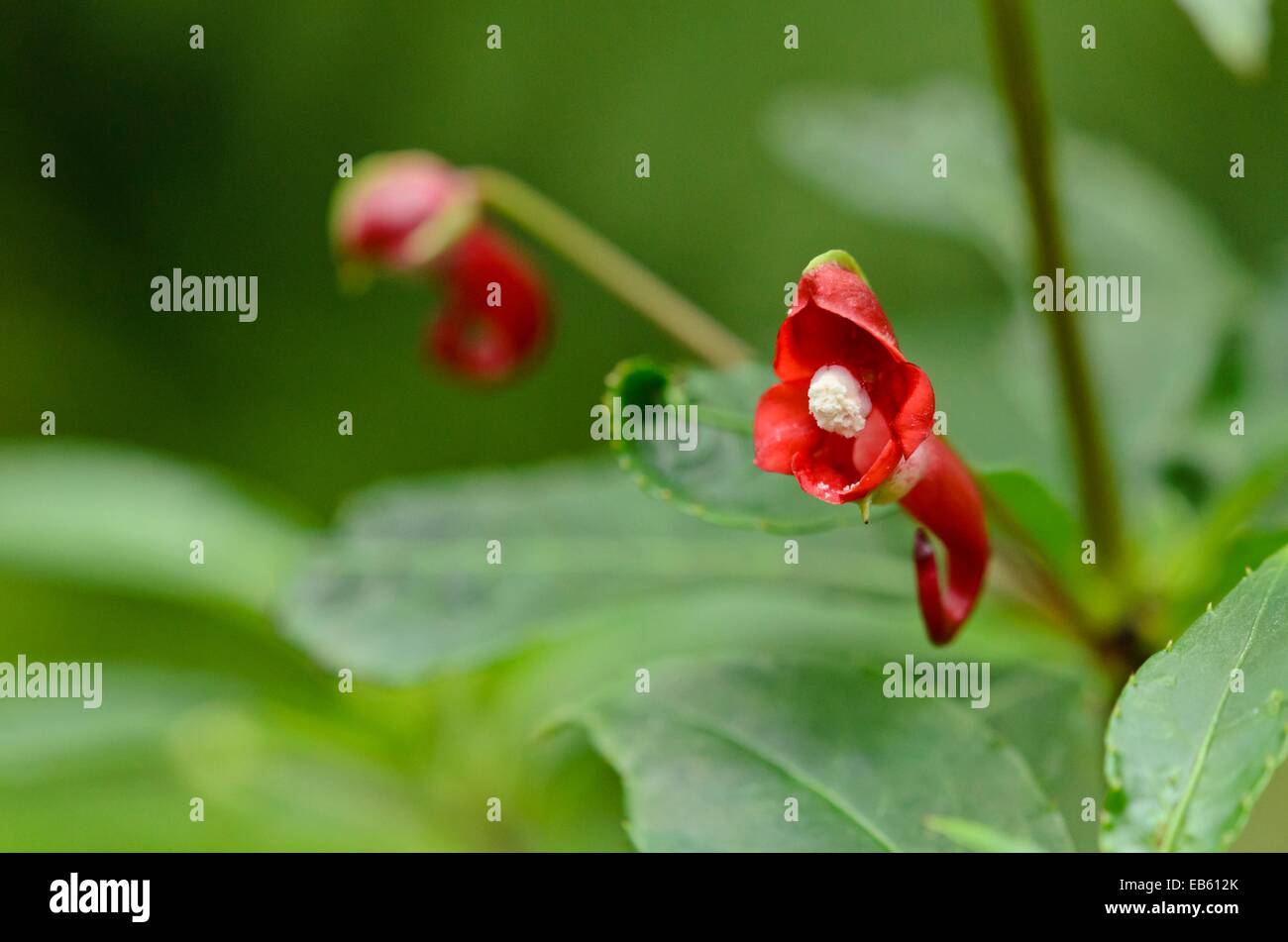 Balsam (Impatiens eriosperma) Stockfoto