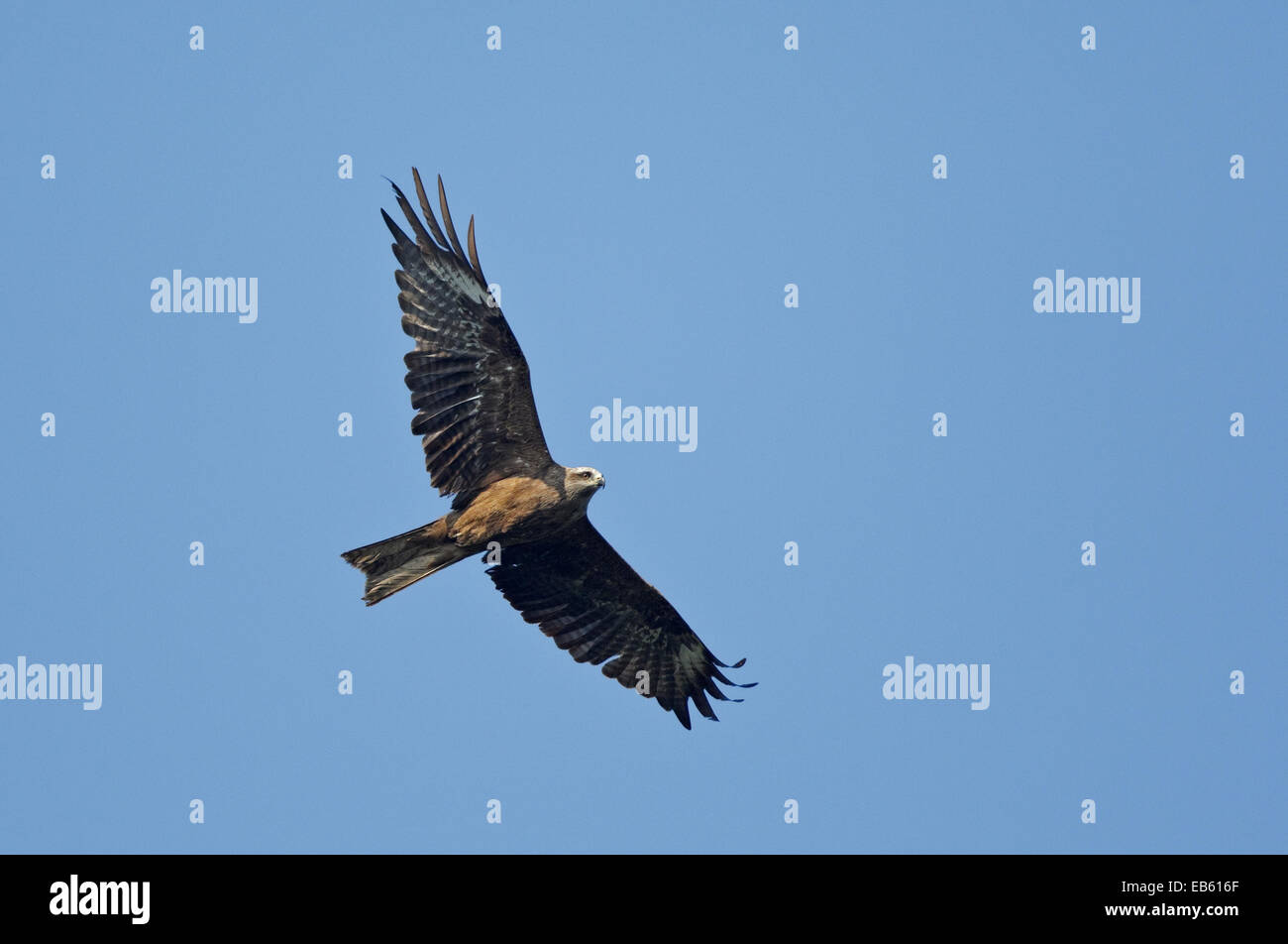 Migrieren von Schwarzmilan (Milvus Migrans) im Flug Stockfoto