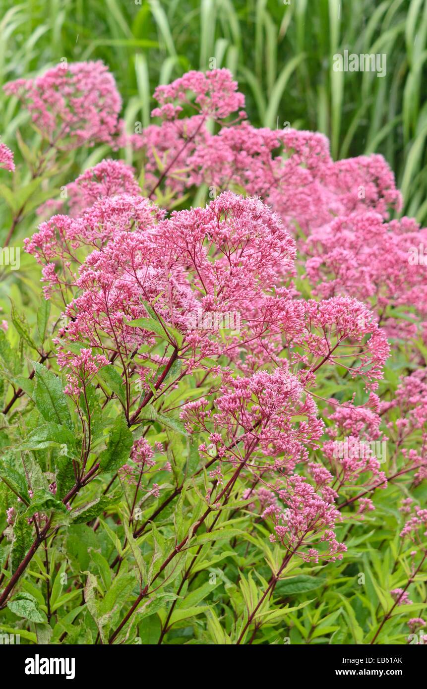 Entdeckt joe-pye Unkraut (eupatorium maculatum 'atropurpureum' syn. eutrochium maculatum 'atropurpureum') Stockfoto