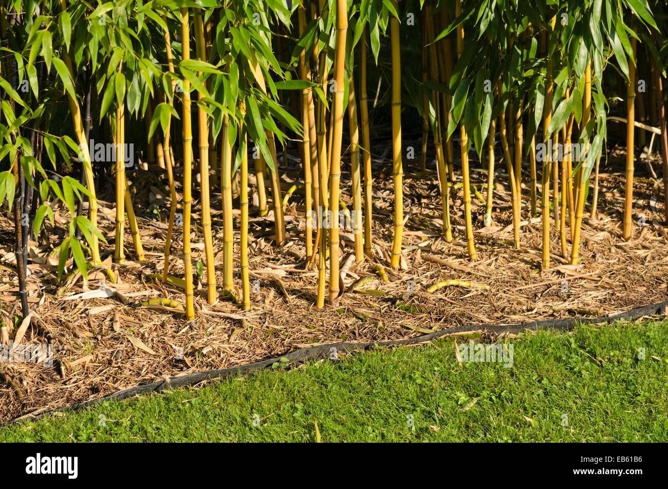 Bambus (phyllostachys aureosulcata 'aureocaulis') mit Rhizom Sperre Stockfoto