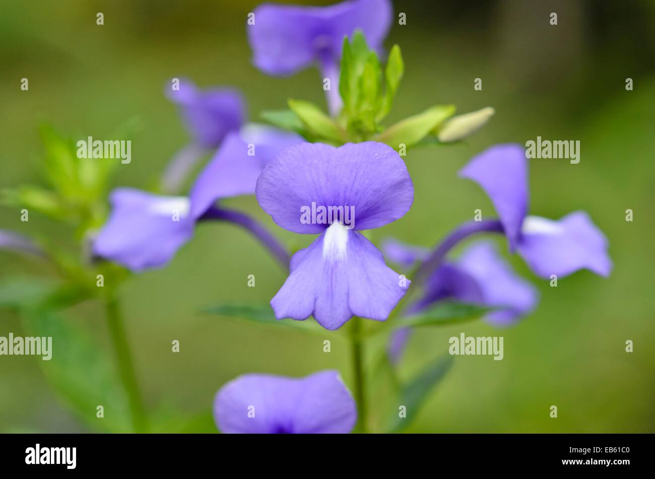 Brasilianische snapdragon (otacanthus Azureus syn. otacanthus caeruleus) Stockfoto