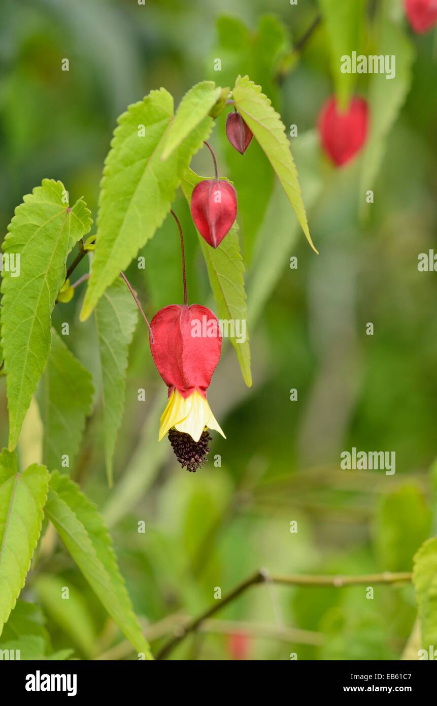 Blüte Ahorn (abutilon megapotamicum) Stockfoto