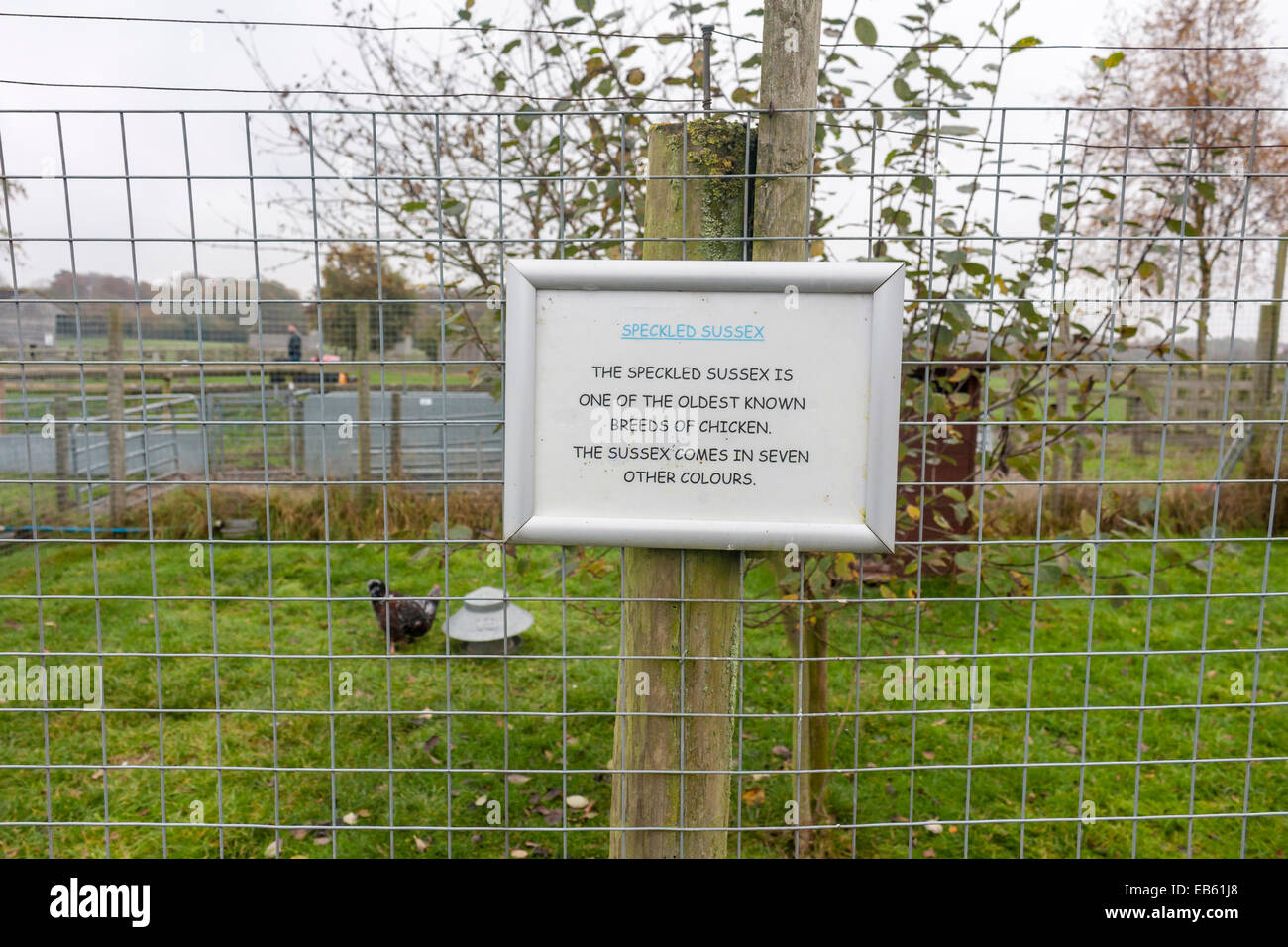 Gesprenkelte Sussex Huhn Gehäuse am Kinderbauernhof Quoten Farm, Wooburn Common, Buckinghamshire, Großbritannien Stockfoto