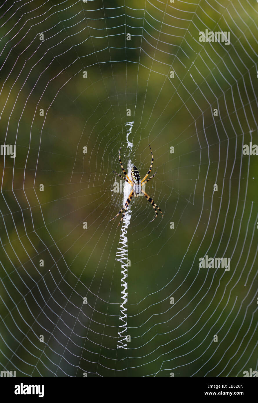 GELBE KREUZSPINNE (Argiope Aurantia) Fisheating Creek Wildlife Management Area, Florida, USA Stockfoto