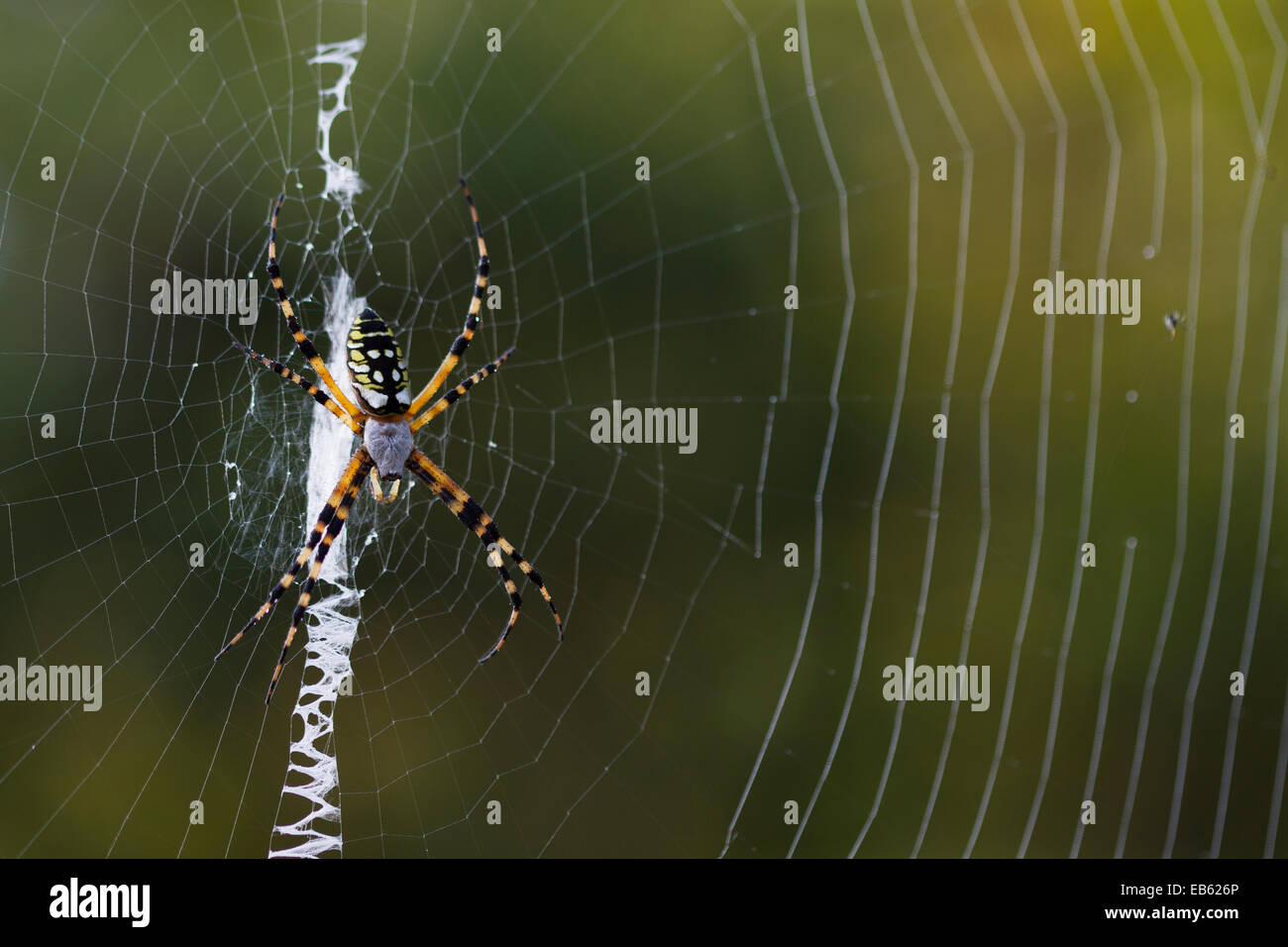 GELBE KREUZSPINNE (Argiope Aurantia) Fisheating Creek Wildlife Management Area, Florida, USA Stockfoto