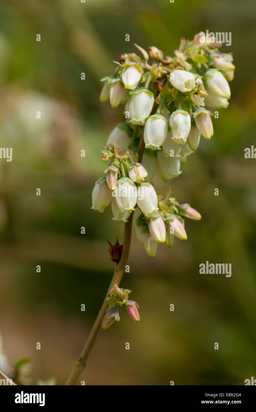Blumen der Heidelbeere (Vaccinium Spp) Stockfoto
