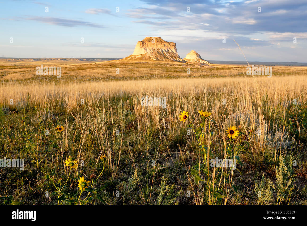 Gelbe Wildblumen und Pawnee Buttes, Pawnee National Grassland, Colorado USA Stockfoto