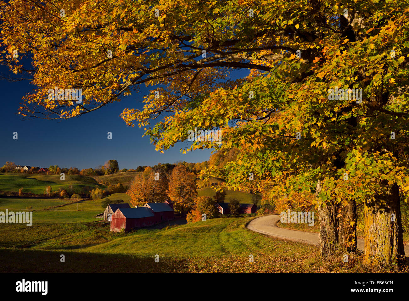 Ahornbäume in der Farbe orange Herbst bei Jenne Farm in Vermont USA Lesung in der Morgendämmerung mit klaren blauen Himmel Stockfoto