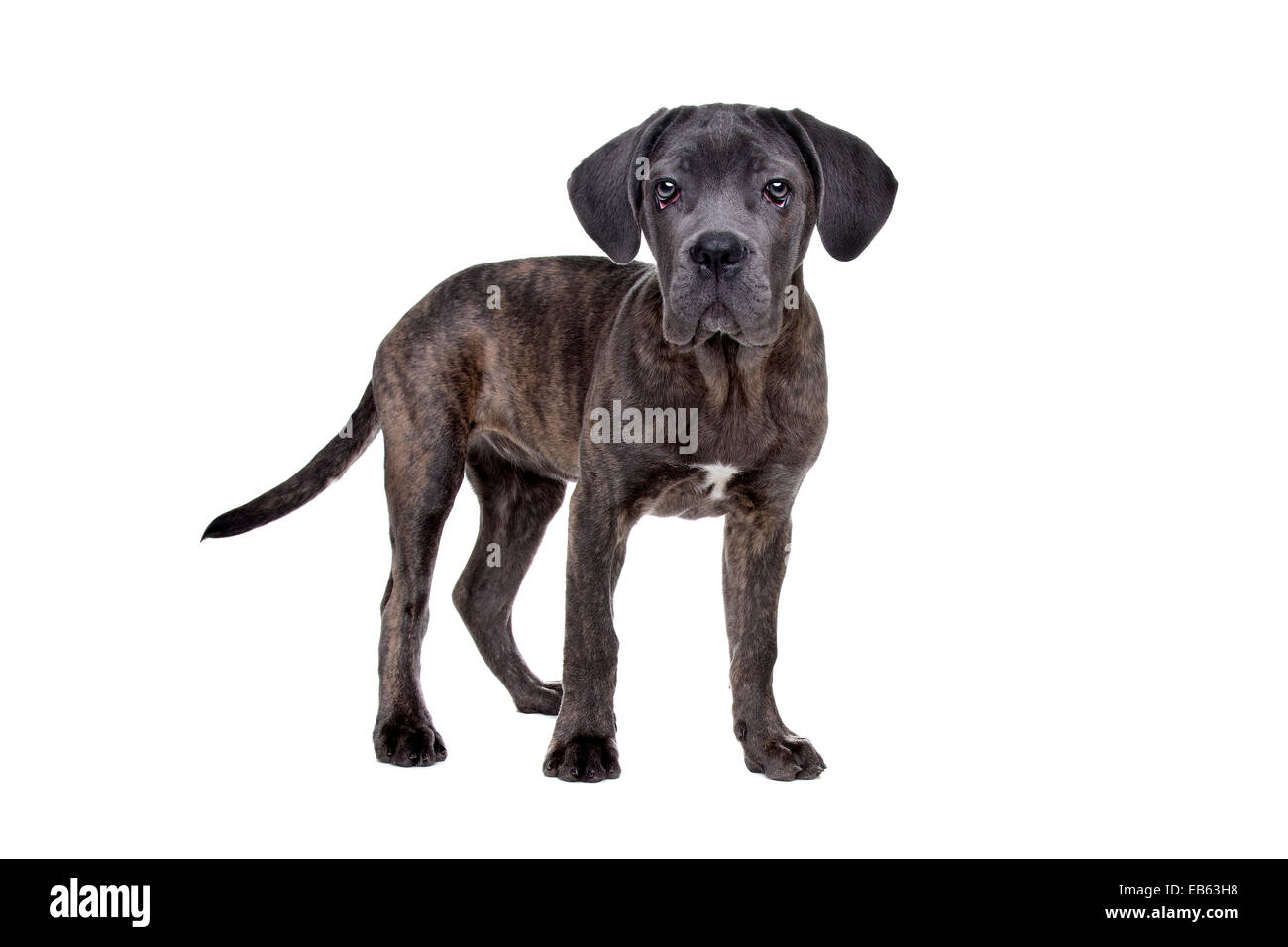 Cane Corso Welpen Hund stehend vor einem weißen Hintergrund grau Stockfoto