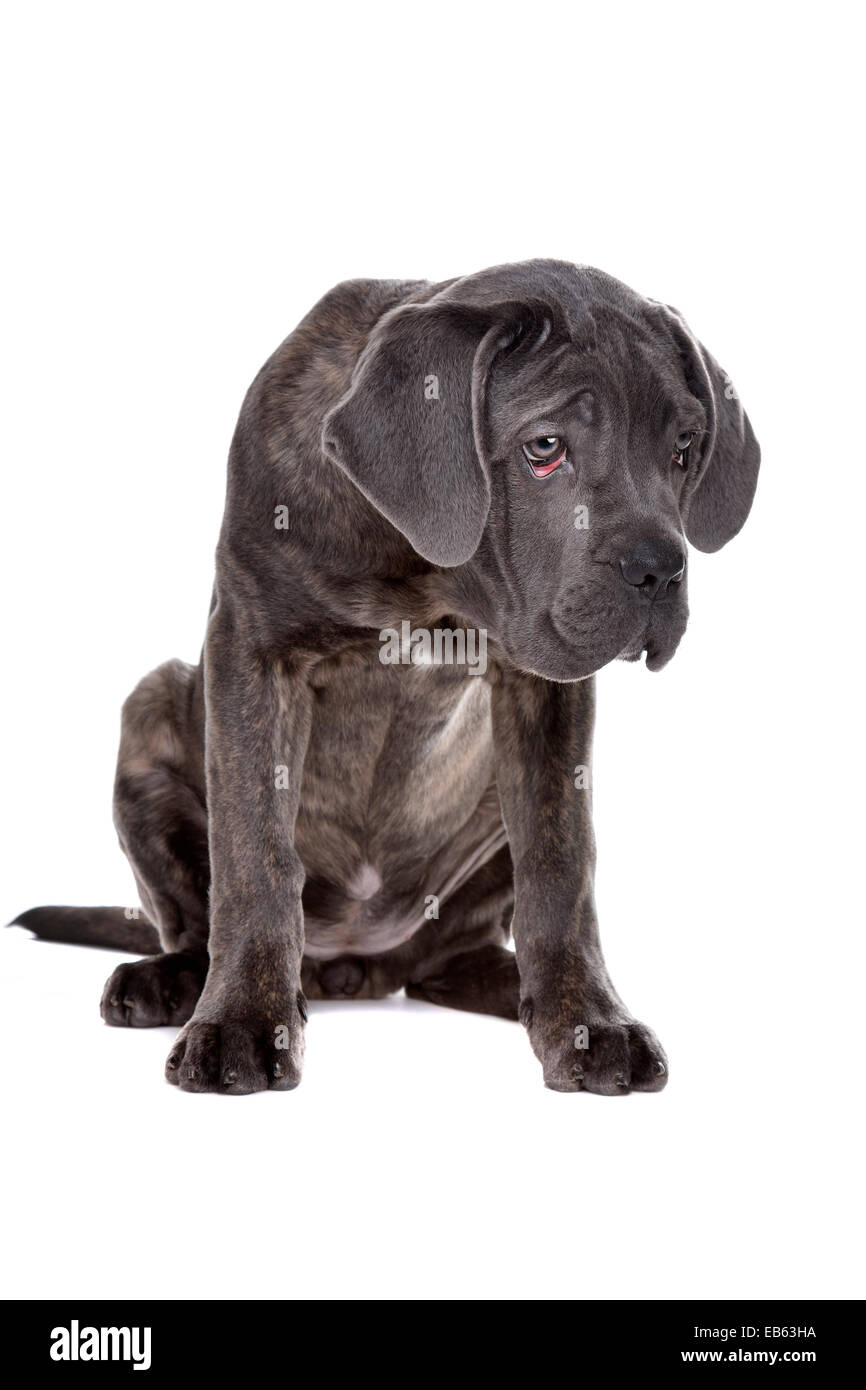 grauer Cane Corso Welpe Hund in Sittingfront einen weißen Hintergrund und blickte auf den Boden Stockfoto