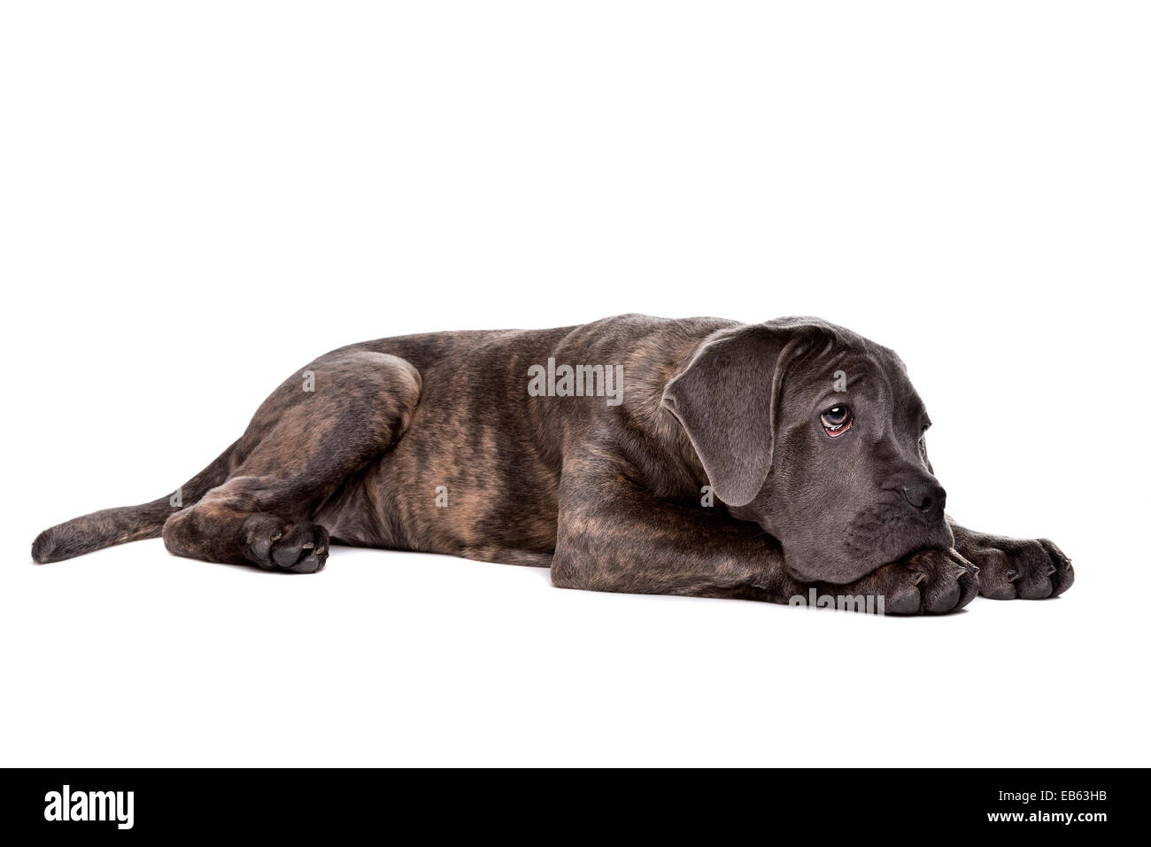 grauer Cane Corso Welpe Hund Verlegung vor einem weißen Hintergrund Stockfoto