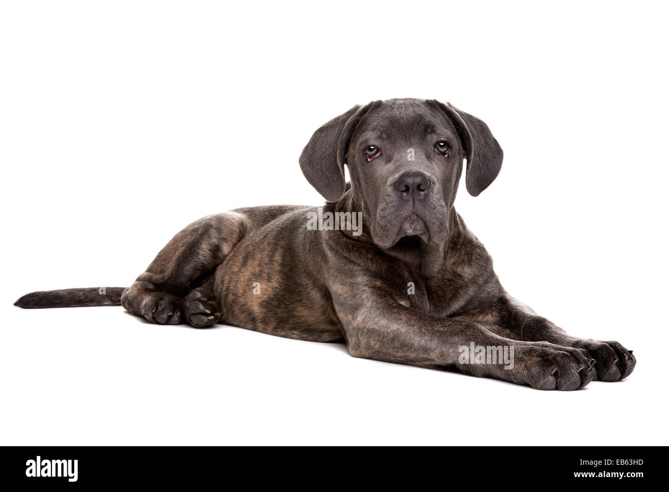 grauer Cane Corso Welpe Hund vor einem weißen Hintergrund Stockfoto
