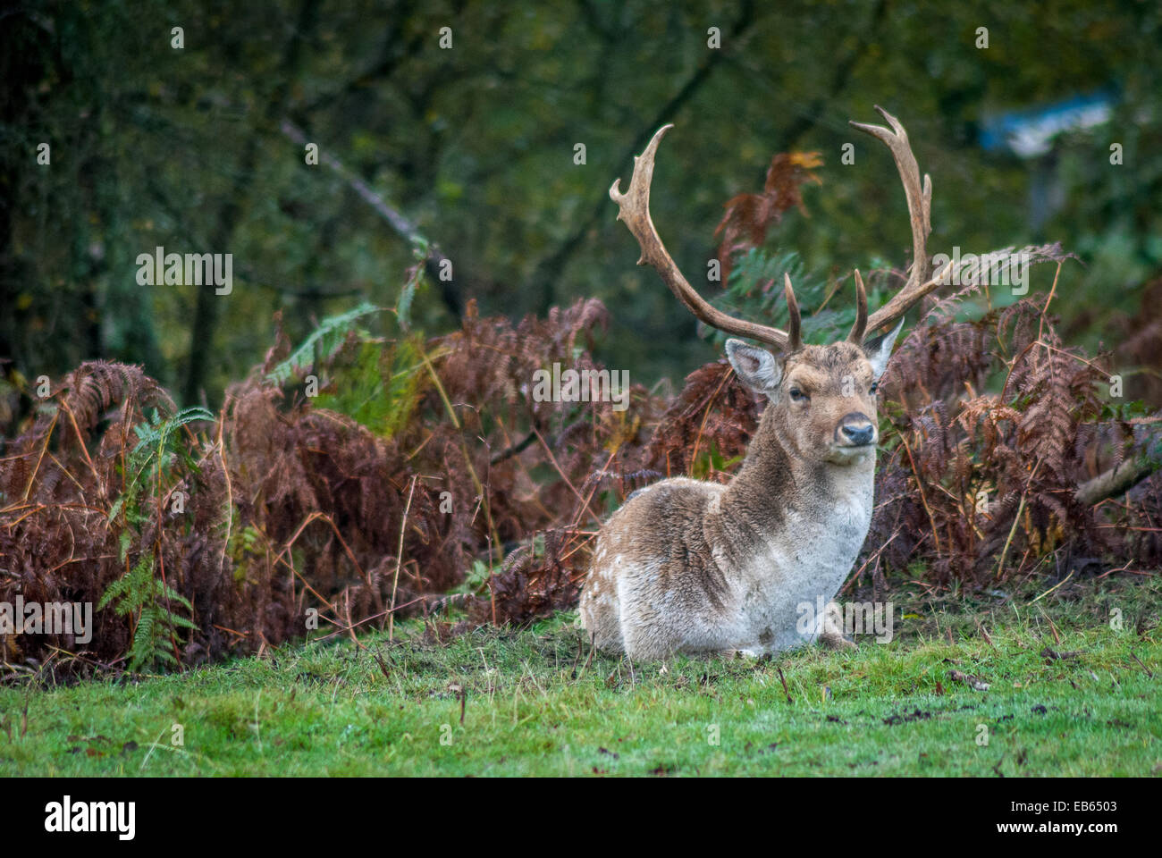 Hirsche im New Forest in den frühen Morgenstunden Stockfoto