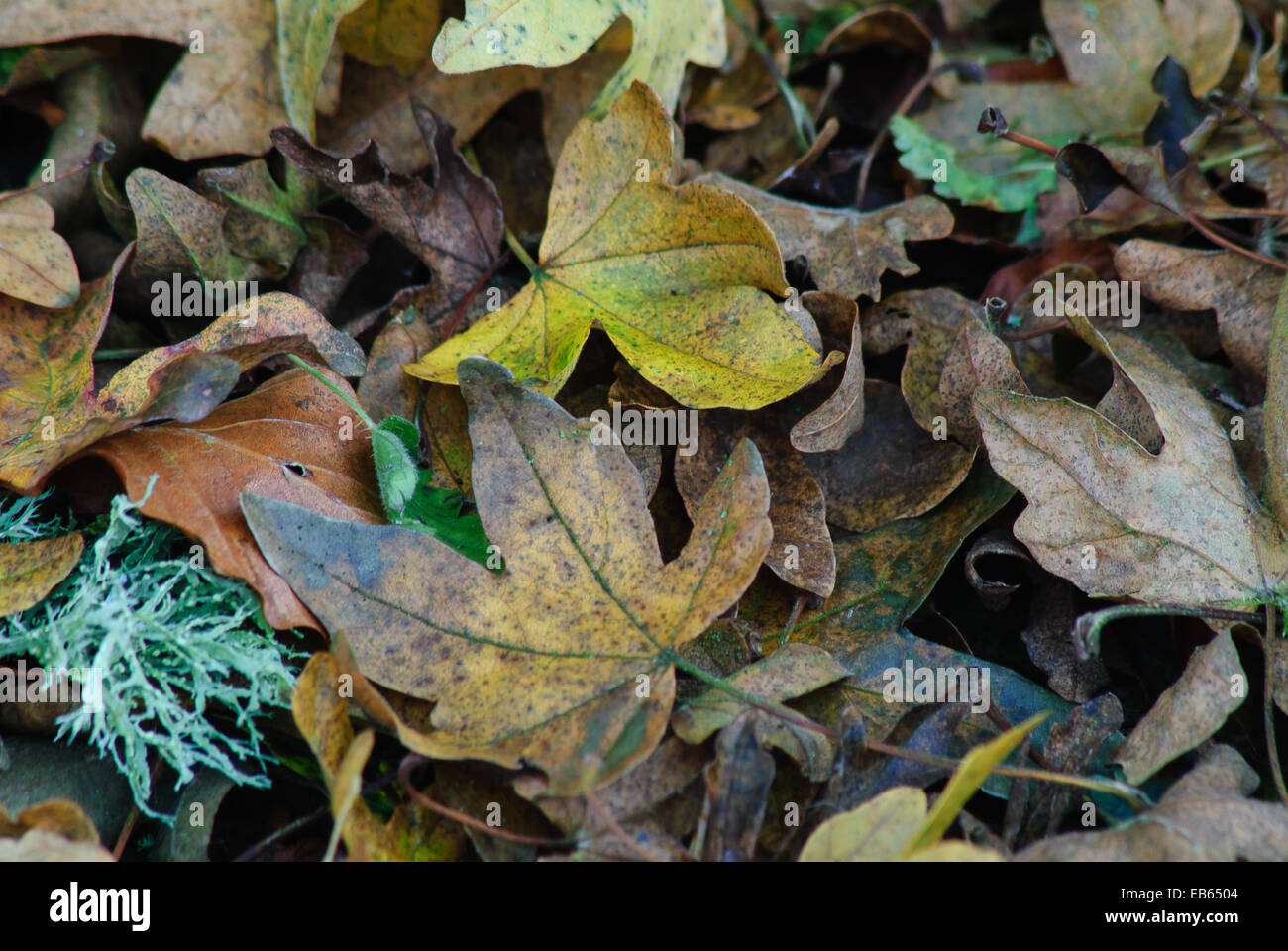 Bunter Herbst Urlaub Stockfoto