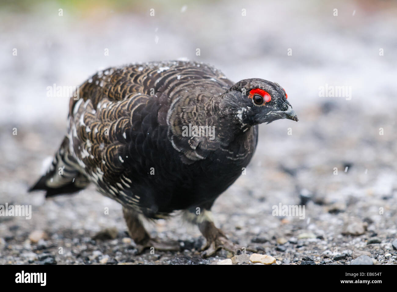 Wilde männliche Fichte Grouse an einem Straßenrand Parkway im Schnee im Herbst Stockfoto