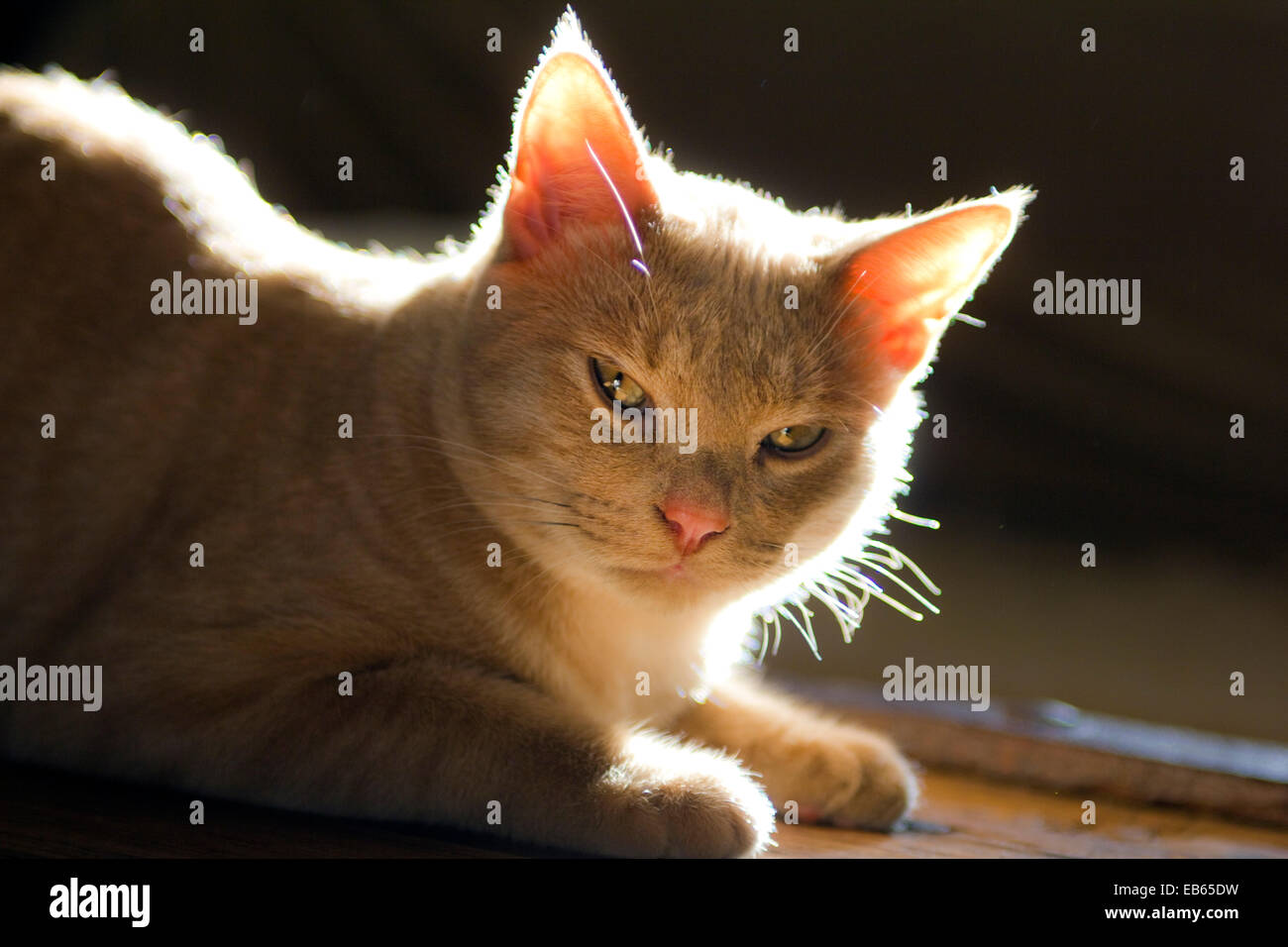 Inländische Tabby Kitten - 7 Monate alt Stockfoto