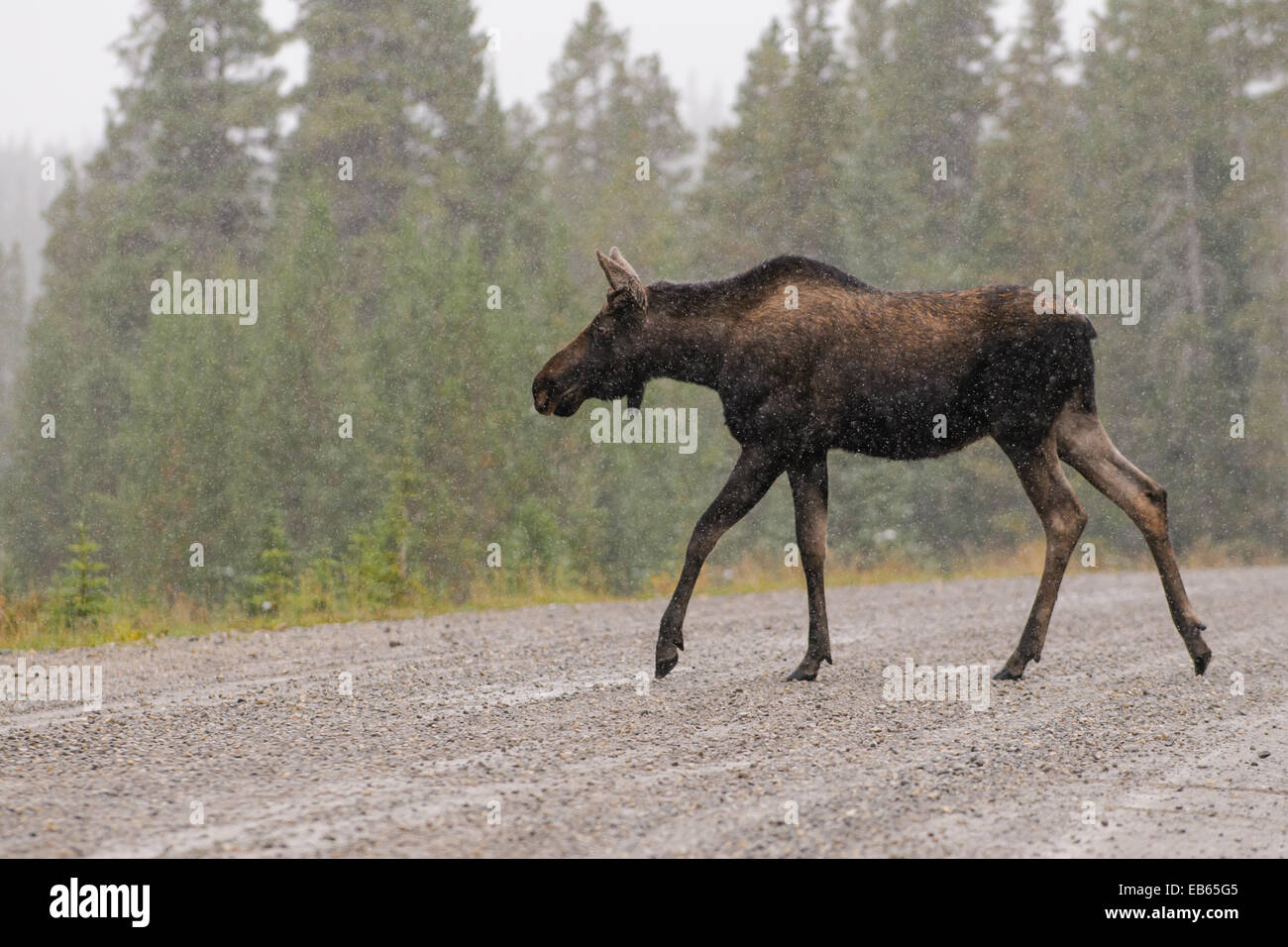 Wilden kanadischen Elch beim Überqueren der Straße im Schnee im Herbst. Stockfoto