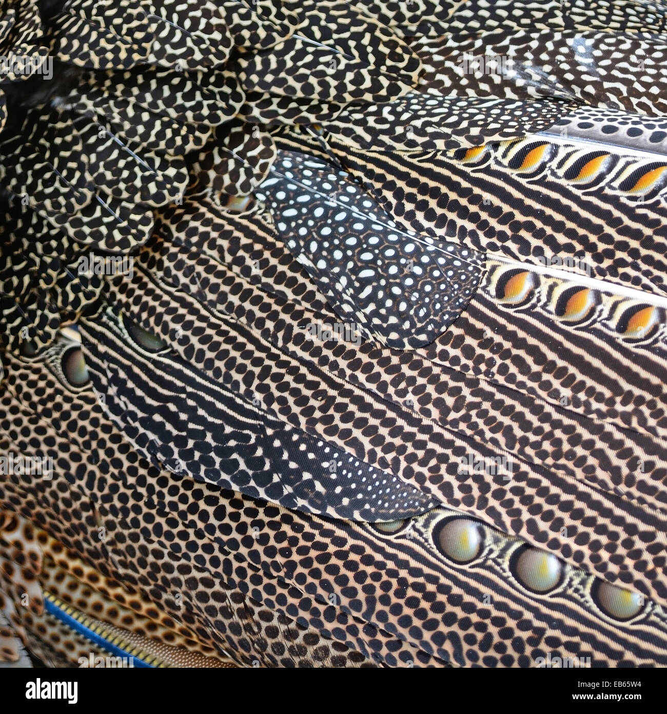 Bunte Muster Vogelfedern große Argus Federn Hintergrund Stockfoto