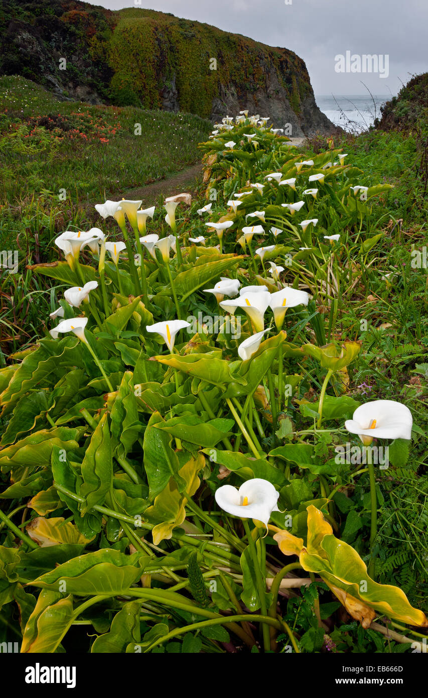 CA02437-00... Kalifornien - Calla Lilien blühen entlang der Pazifikküste im Garrapata State Park. Stockfoto