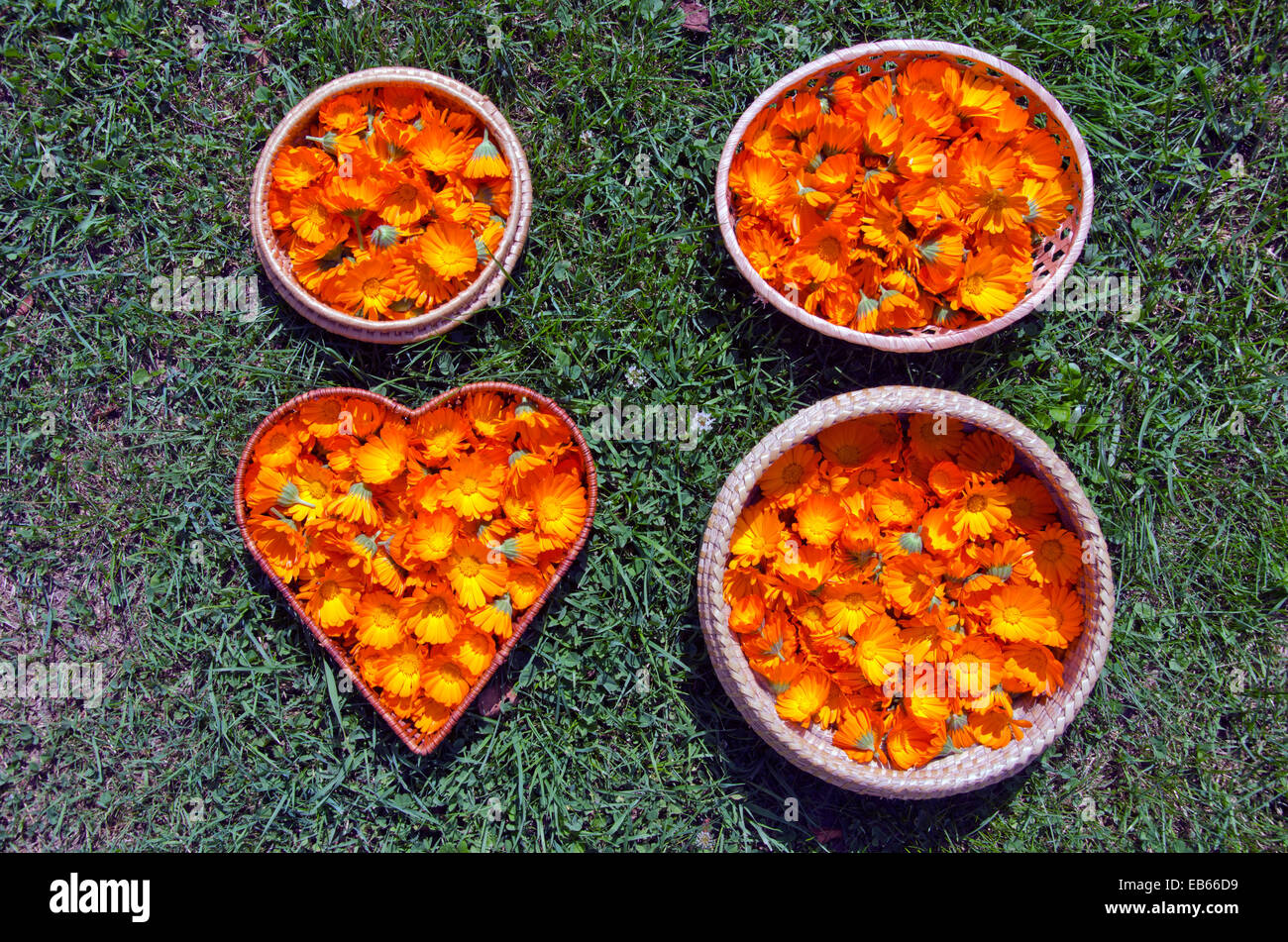 neue medizinische Calendula Ringelblumen in vier Körbe auf dem Rasen. gesundes Leben-Konzept Stockfoto