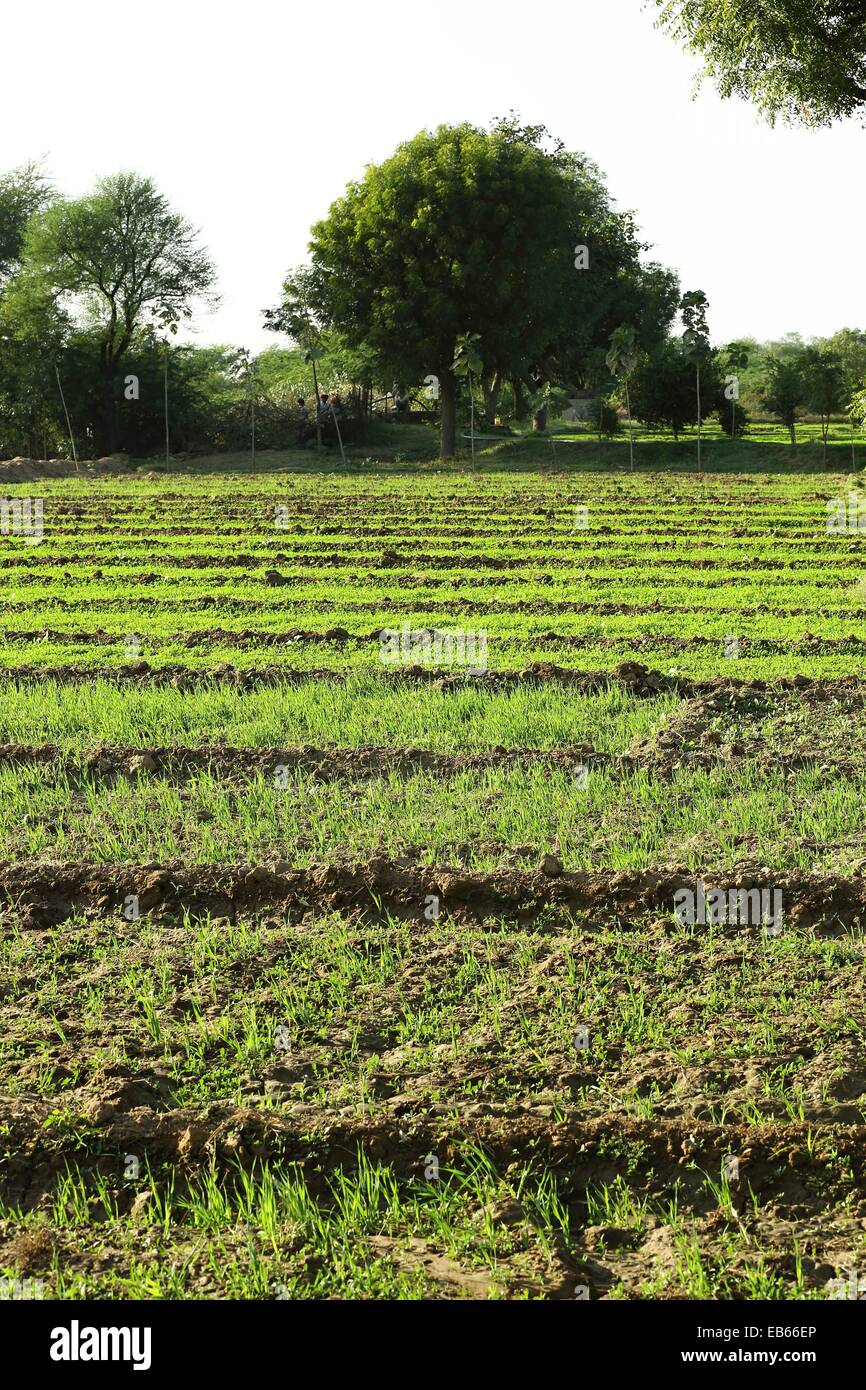 Agrarland in Rajasthan Indien Stockfoto
