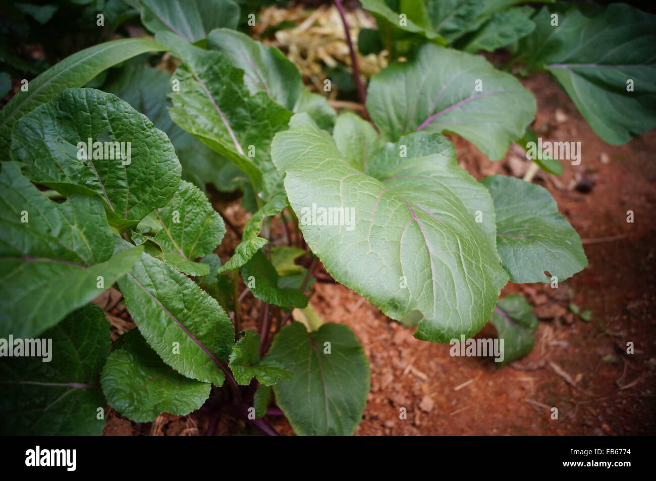 Blattgemüse Stockfoto