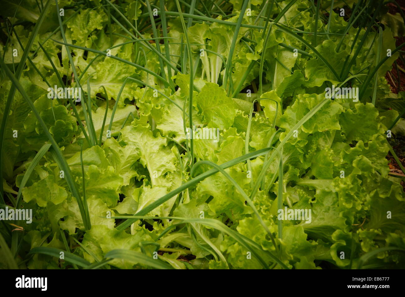 Blattgemüse Stockfoto