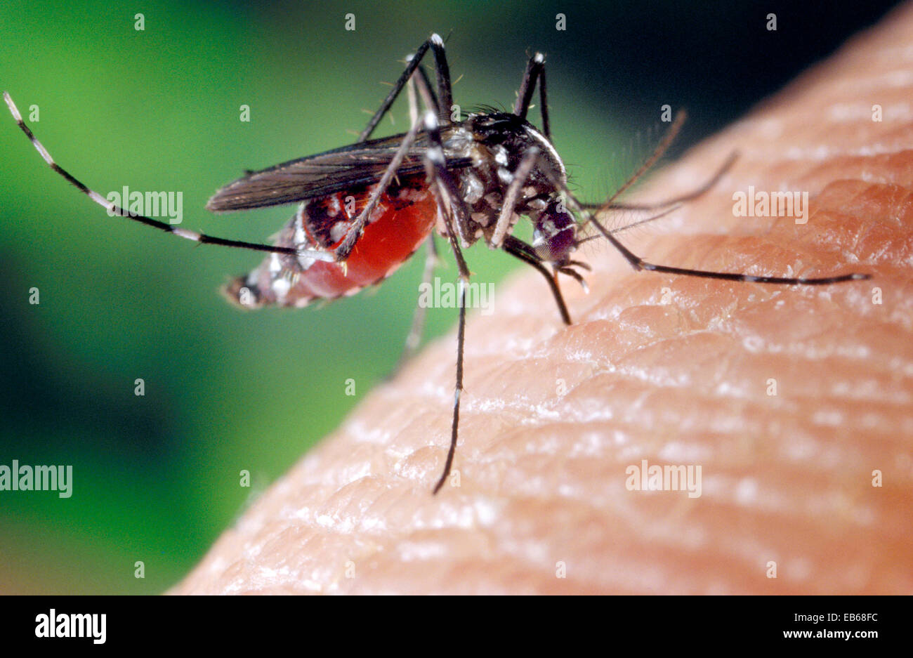 AEDES ALBOPICTUS Stockfoto