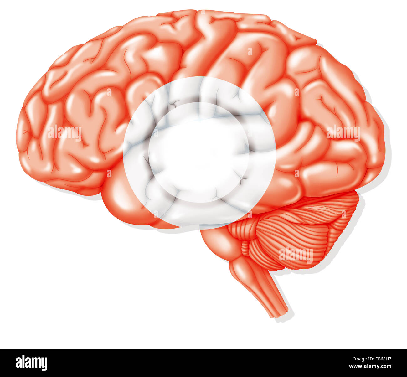 KOMA-ILLUSTRATION Stockfoto