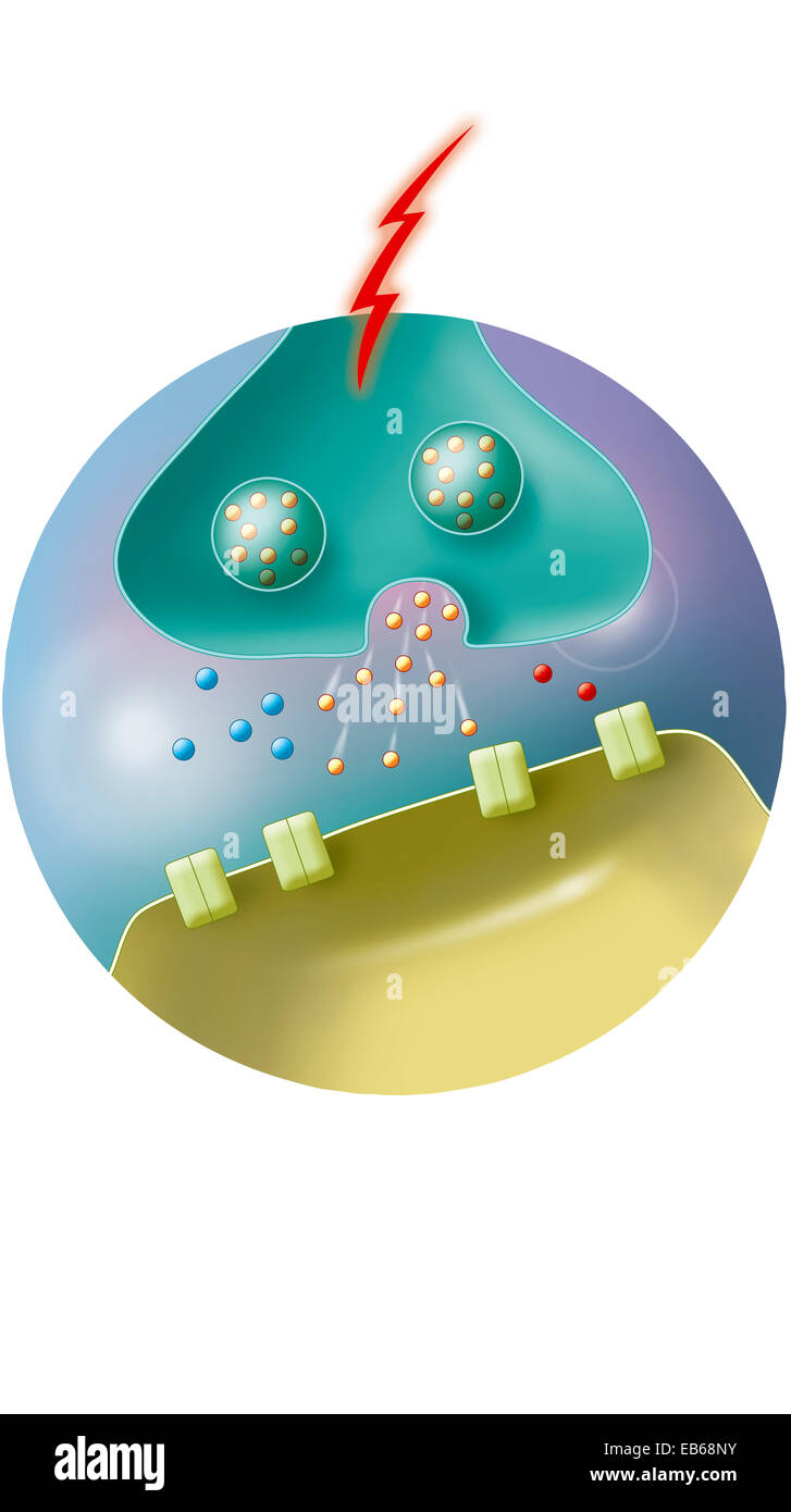 SYNAPSE-ILLUSTRATION Stockfoto