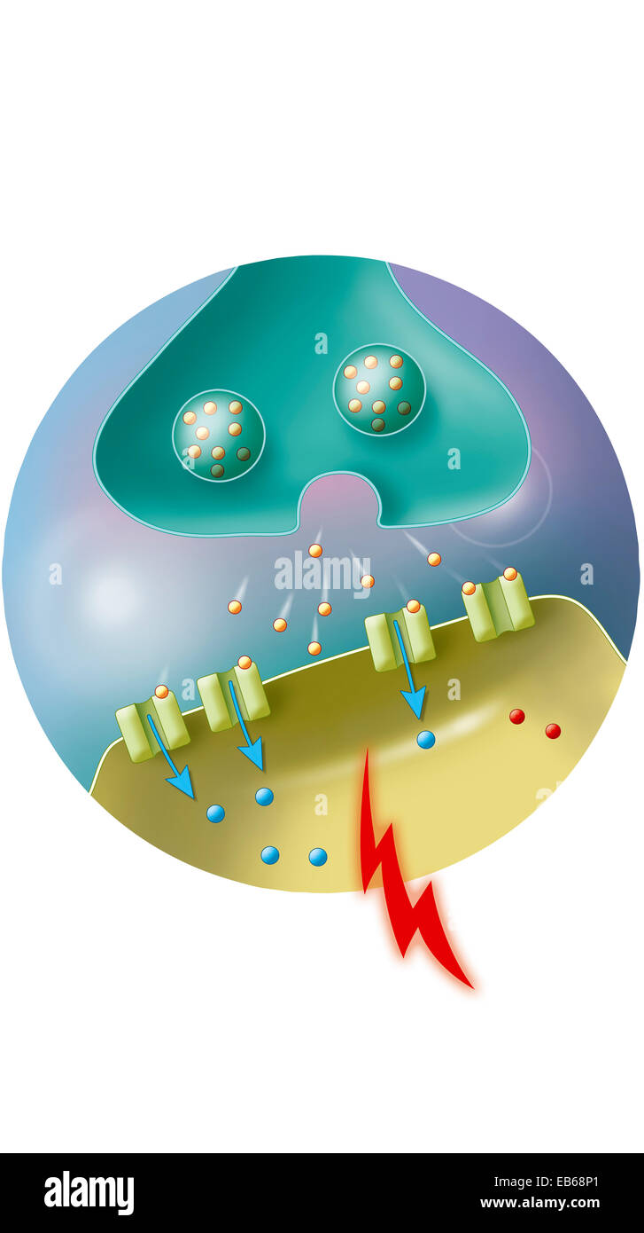 SYNAPSE-ILLUSTRATION Stockfoto