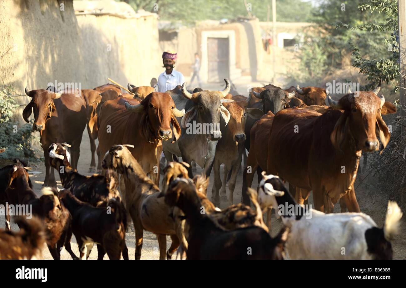 Indischer Mann mit einer Herde von Zebu Indien Stockfoto