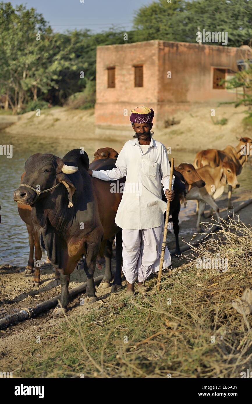 Indischer Mann von Rajasthan mit Rindern Porträt Indien Stockfoto