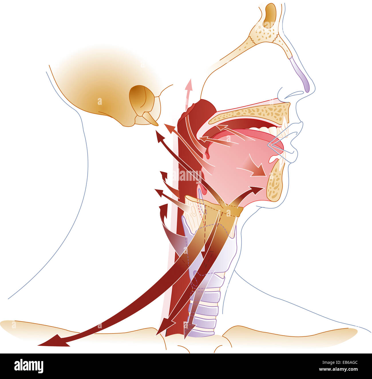 HNO, ILLUSTRATION Stockfoto