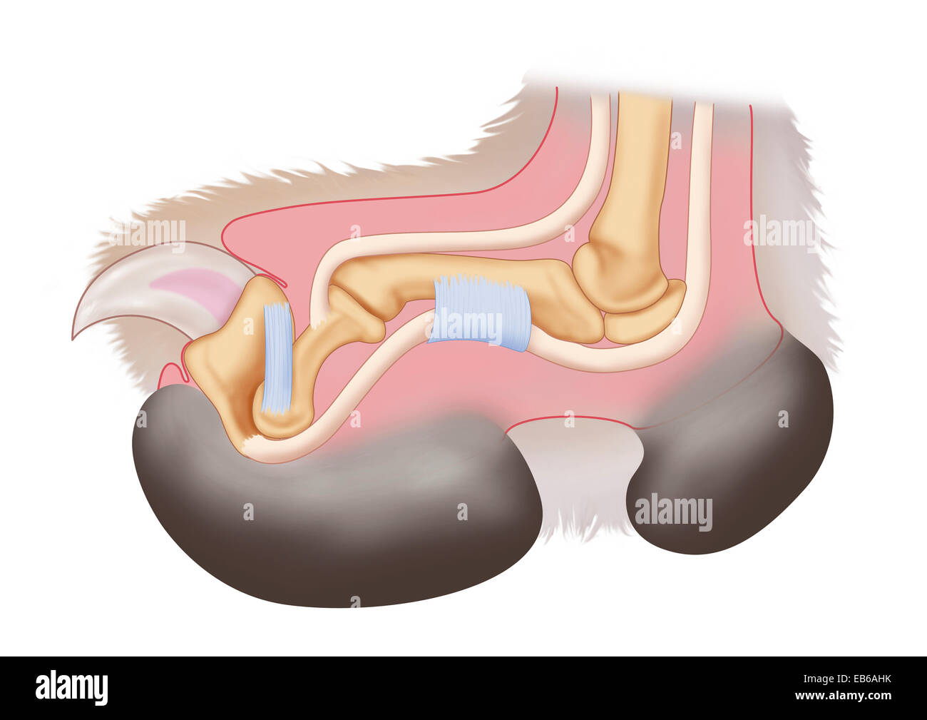 FELINE ANATOMIE Stockfoto