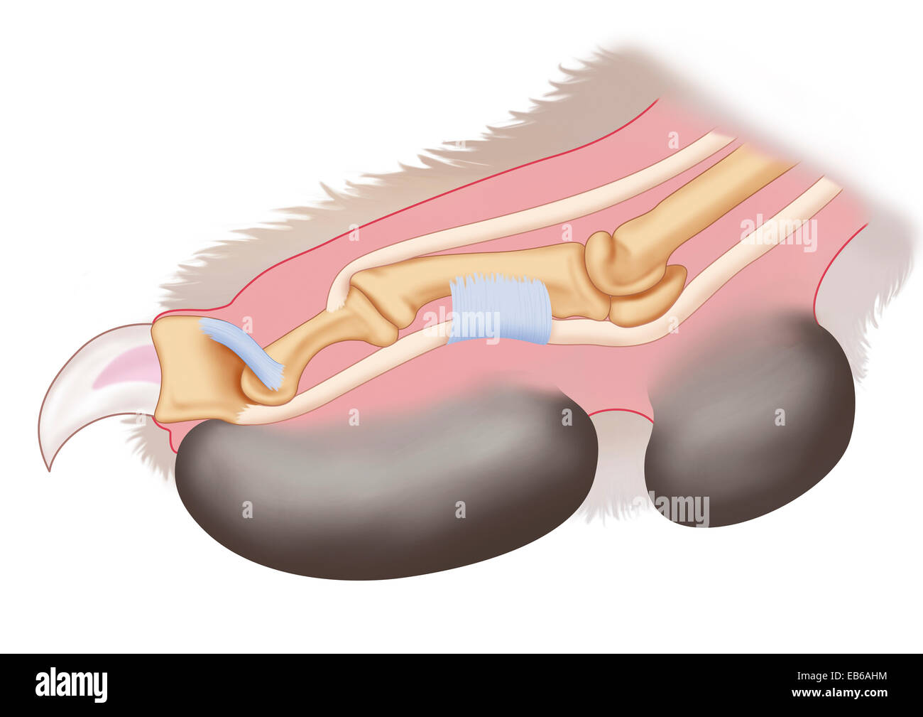 FELINE ANATOMIE Stockfoto