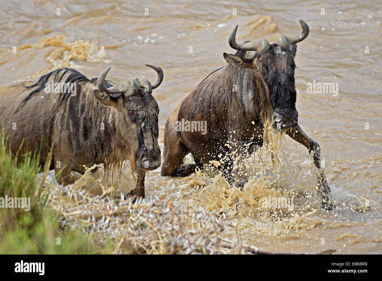 Gnus, die Überquerung des Mara Flusses in Masai Mara während der großen jährlichen migration Stockfoto