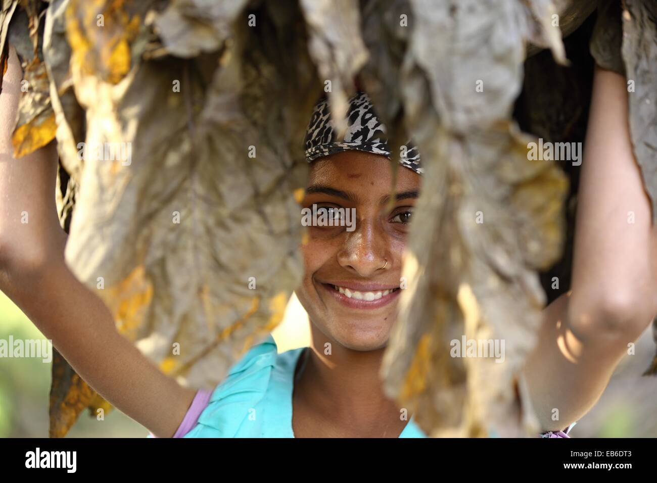 Indische Frau, die Tabak Blätter mit einem Lächeln Indien Stockfoto