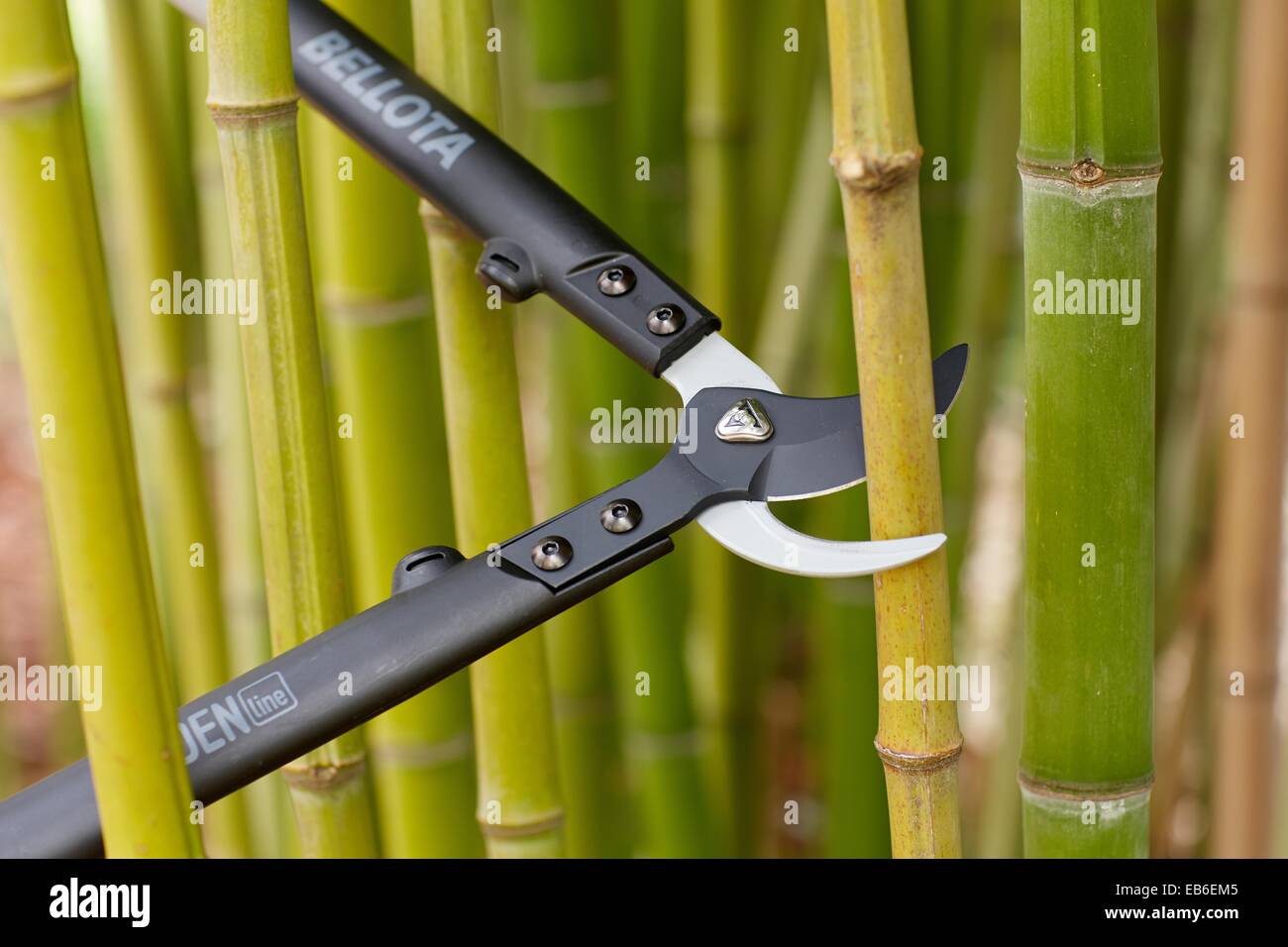 Hand auf bambus Fotos und Bildmaterial in hoher Auflösung Alamy