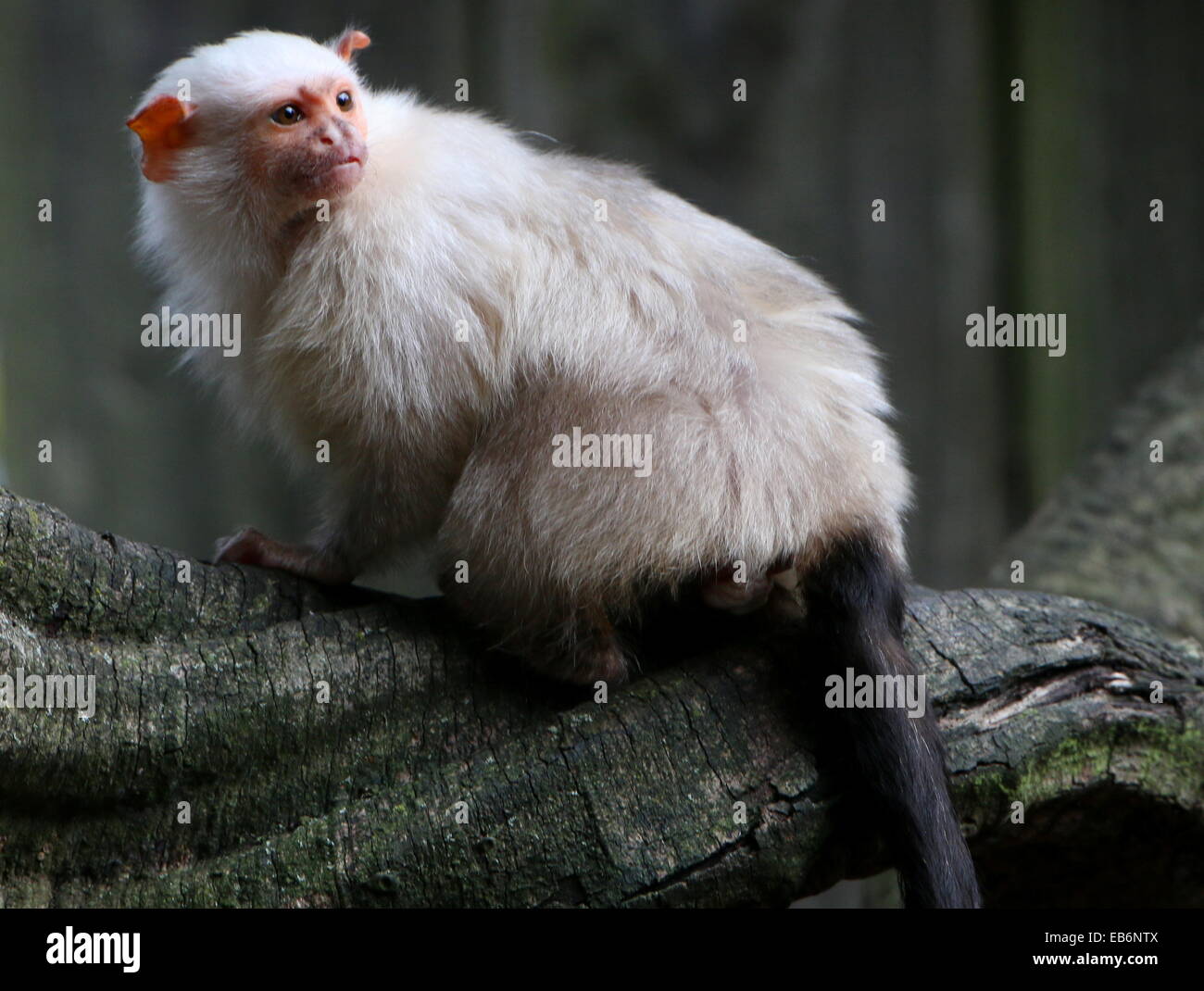 South American silbrig Marmoset (Mico Argentatus, Callithrix Argentata) nach hinten Stockfoto