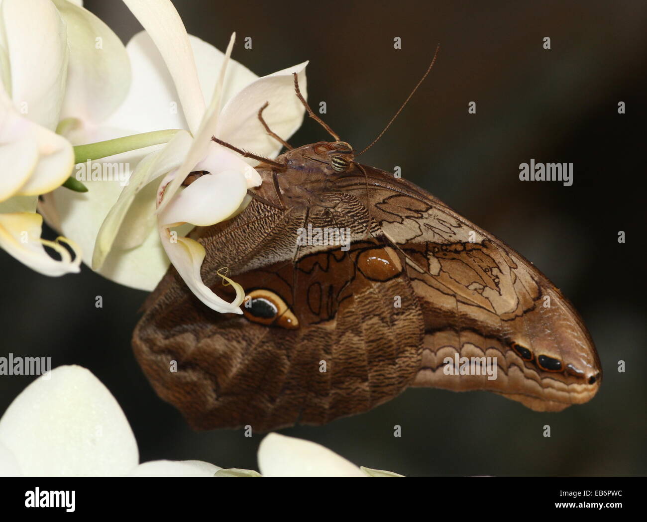 Automedon rieseneule schmetterling -Fotos und -Bildmaterial in hoher ...