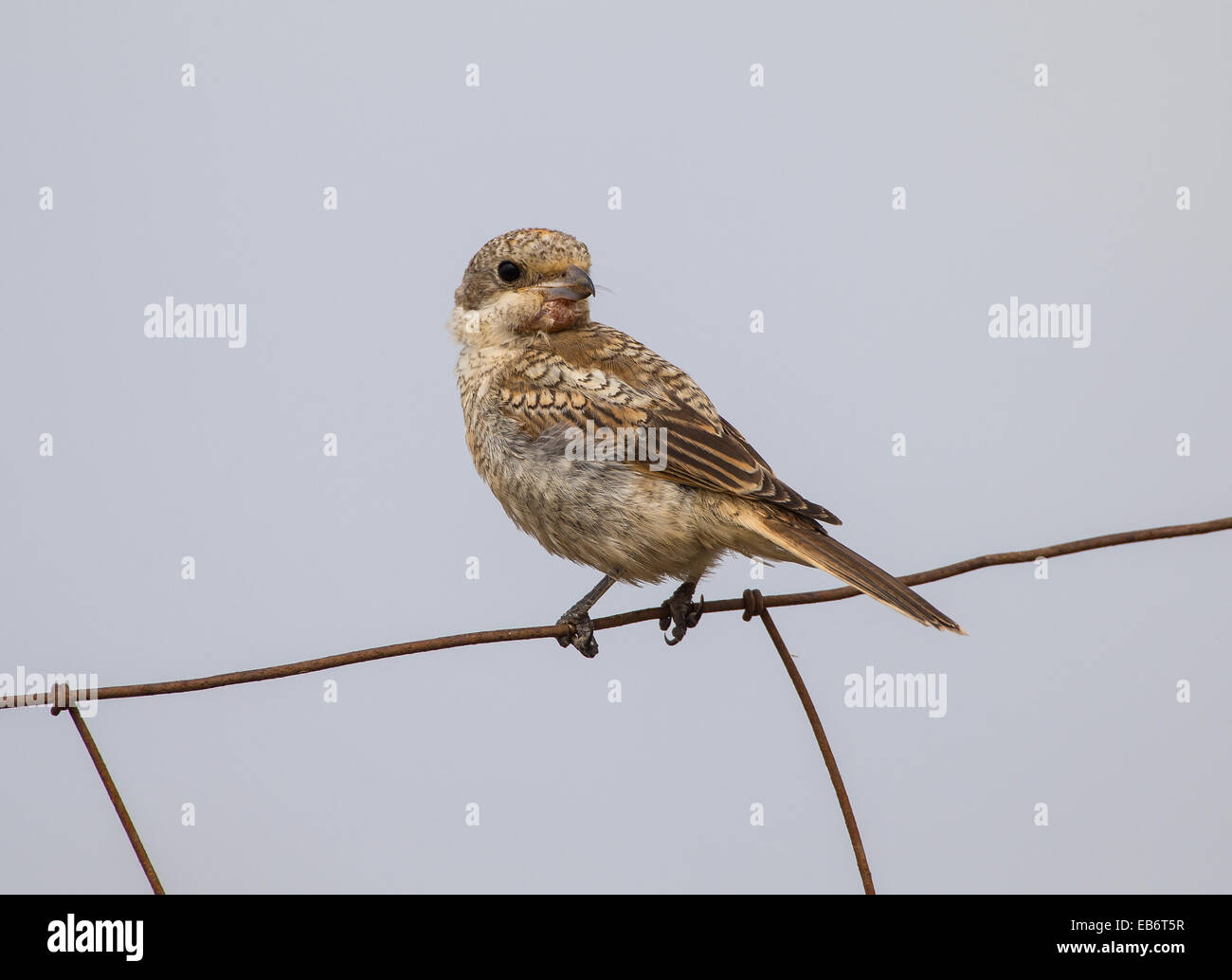 Juvenile Rotkopfwürger Shrike Lanius Senator mit großen Klumpen unter den Schnabel Spanien Stockfoto