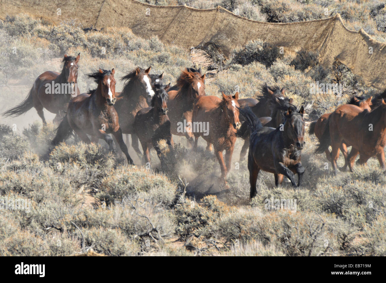 Eine Gruppe von Wildpferden sind in einen Pferch versammelt, während eine Razzia in den Kampf Bergen im Rahmen des Bureau of Land Management Programms die Größe der Herde 6. November 2014 in der Nähe von Reveille, NV zu reduzieren. Die Pferde werden gesammelt und zur Adoption angeboten. Stockfoto