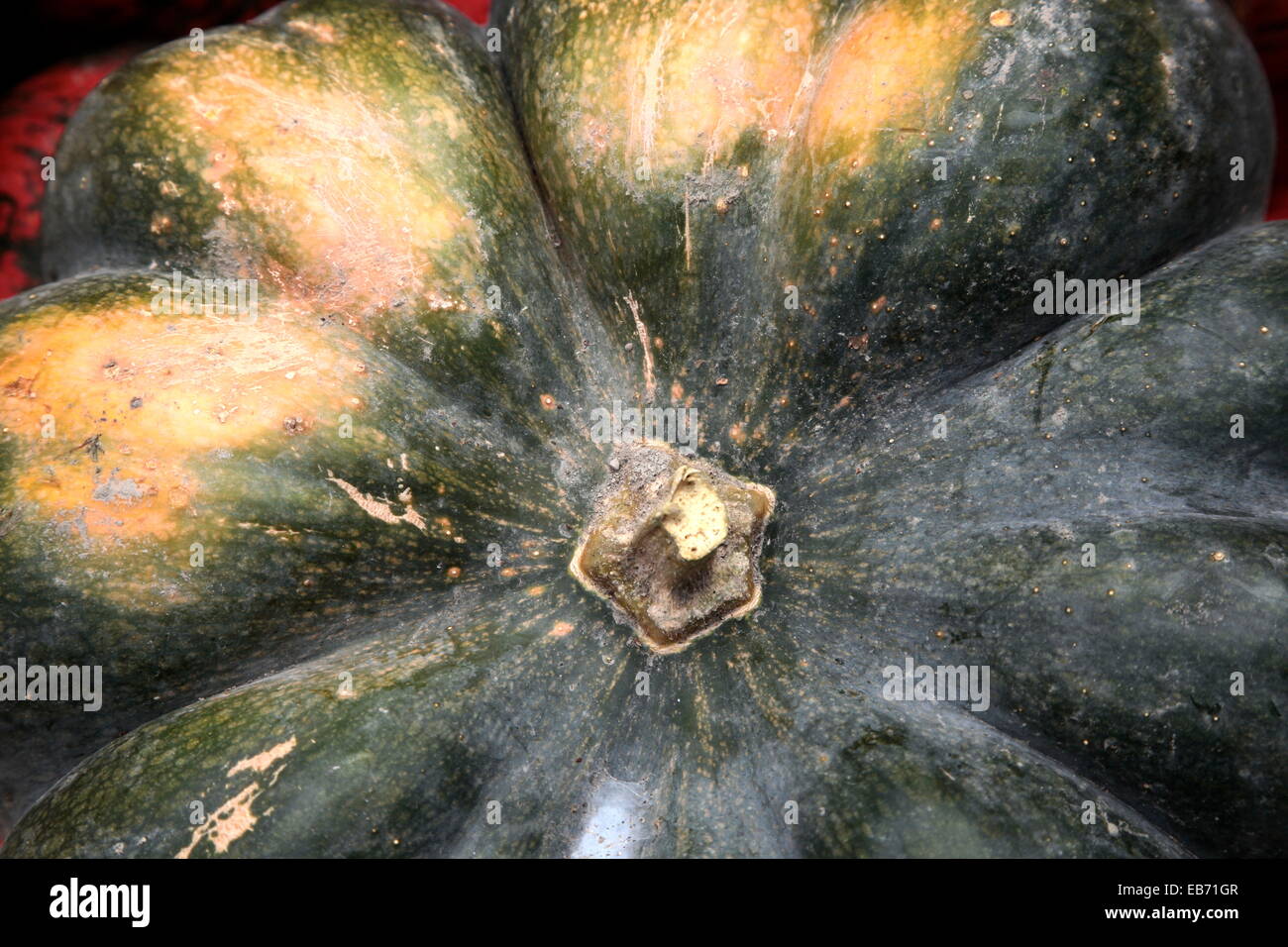 Sortiment von Cucurbita verschiedene Kürbisse, Kürbis und Kürbisse Stockfoto