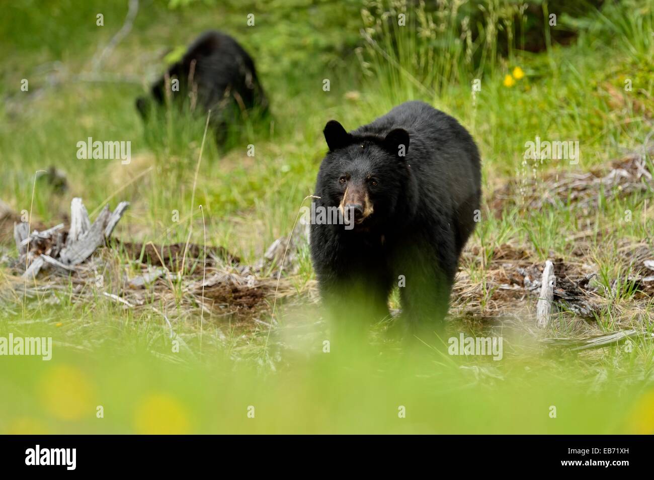Amerikanische Schwarzbären (Ursus Americanus) Sau und Jungen auf