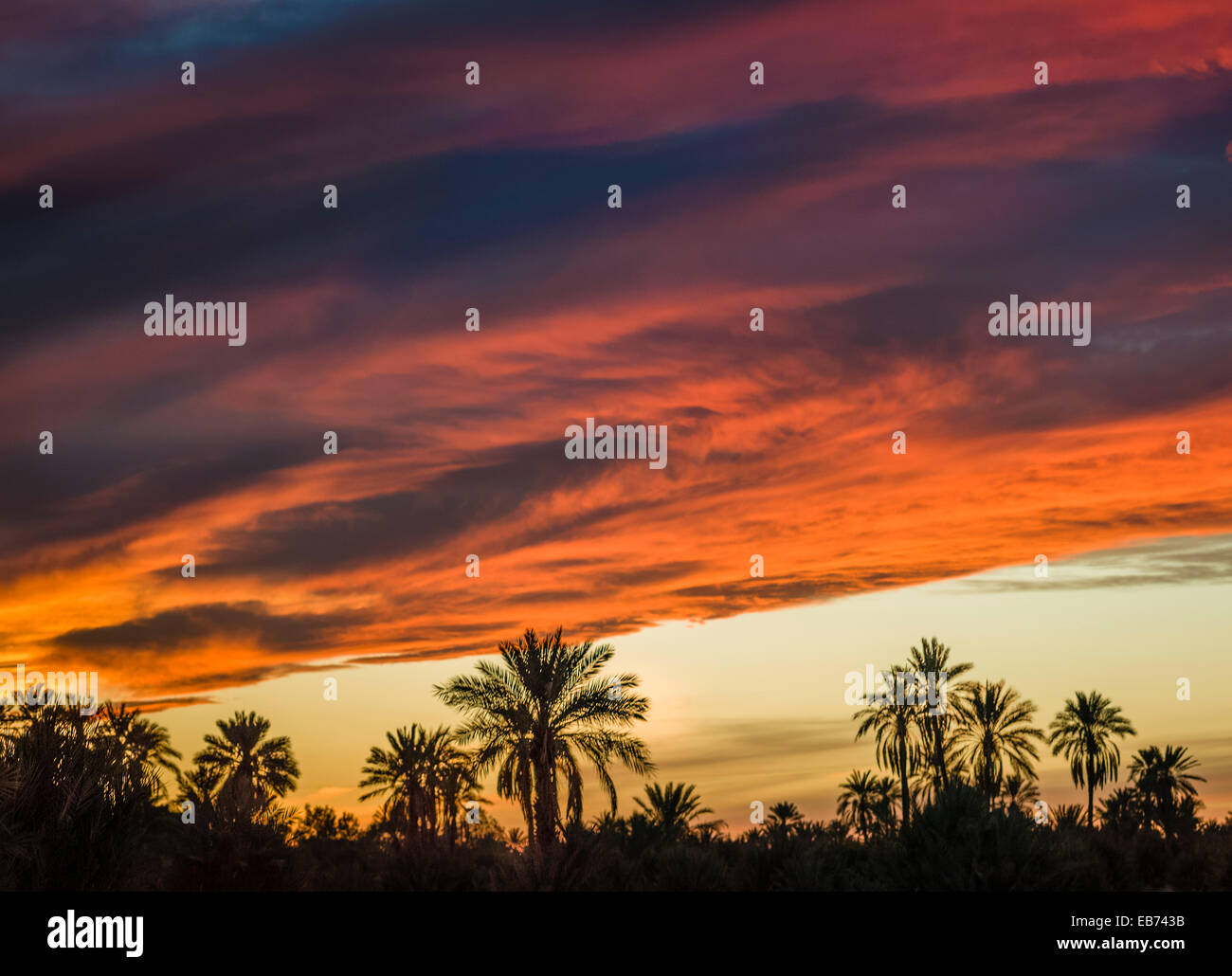 SONNENUNTERGANG TAFILALT PALMENHAIN RISSANI MAROKKO Stockfoto