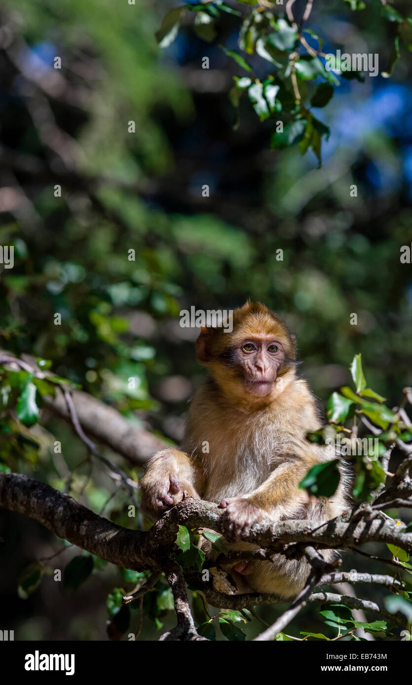 CAPUCINE AFFE ZEDERNWALD AZROU MAROKKO Stockfoto