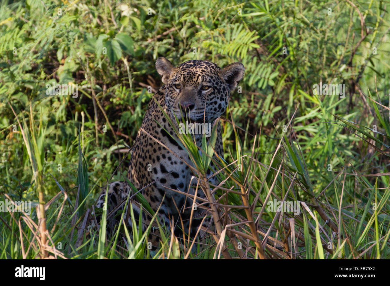 Jaguar (Panthera Onca) in Regenwald Lebensraum des Pantanal Mato Gross Staat, Brasilien Stockfoto