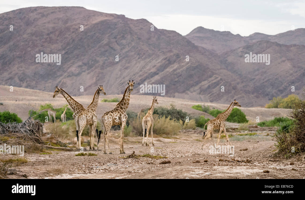 HOANIB SKELETTKÜSTE NAMIBIAS Stockfoto