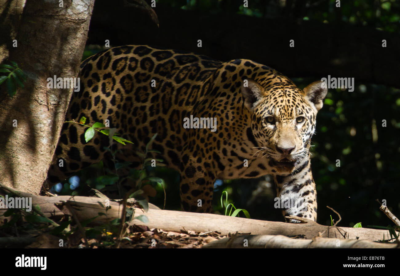 Jaguar (Panthera Onca) in Regenwald Lebensraum des Pantanal Mato Gross Staat, Brasilien Stockfoto